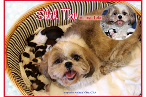 販売中のシーズーの親犬